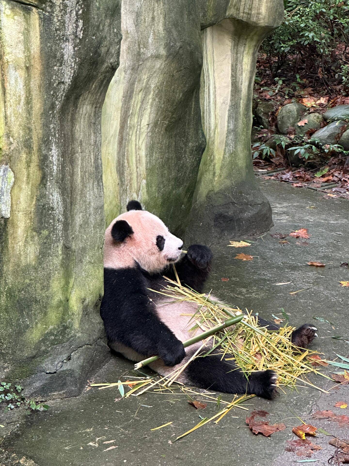 亚旅游攻略 游玩建议！尊龙凯时四川姑娘去三(图1)